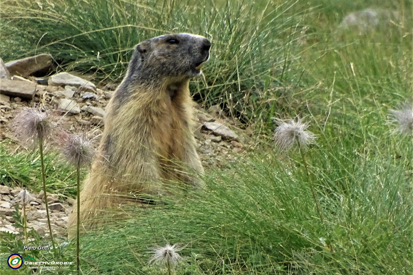 94 Marmotta in sentinella-osservazione.JPG